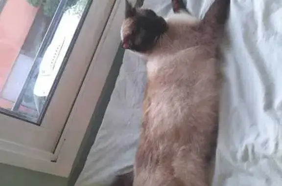 Animaux perdus Lyon, photo: Chat Croisé Siamois Disparu à Lyon