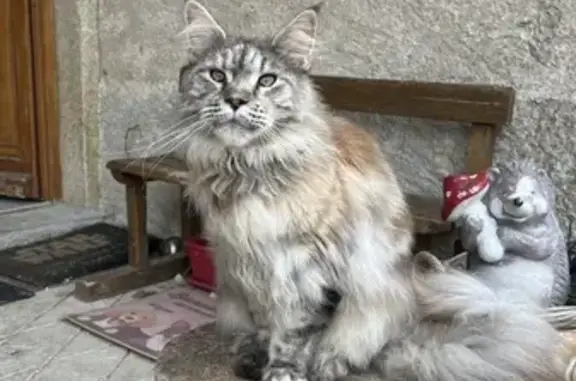 Chat Disparu Rue Principale, Besoin Médicaments - photo