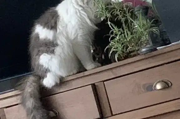 Chat perdu, Angoulins, photo: Chat gris-blanc croisé Norvégien disparu à Angoulins