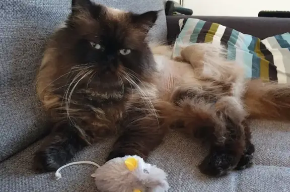 Chat perdu, Amiens, photo: Chat disparu, mâle, 10 ans, Rue Magnier, Amiens