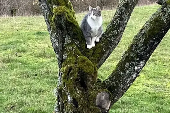 Animaux perdus Domgermain, photo: Chatte européenne craintive perdue à Domgermain