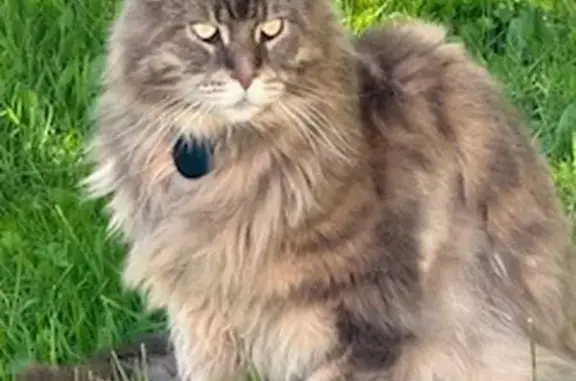Chat Maine Coon gris perdu, Duingt 74410 - photo