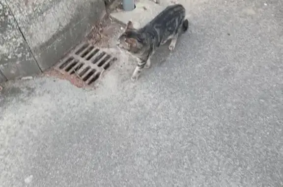 Chat trouvé Rue des Cormulets, La Baconnière - photo