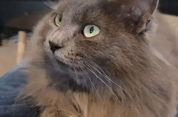 Animaux perdus Dompierre-sur-Yon, photo: Chat gris 1 an perdu à Dompierre