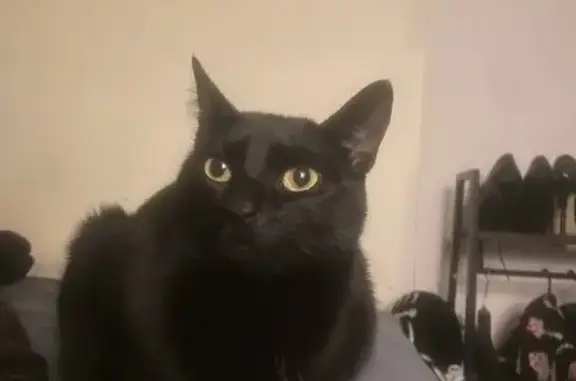 Missing Black Cat on Hackett St, Merri-Bek