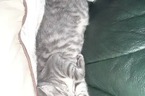 Chat perdu, Juillac, photo: Petite chatte grise perdue à Juillac