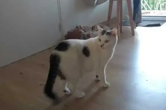 Animaux perdus Valence, photo: Chat blanc taches noires perdu à Valence