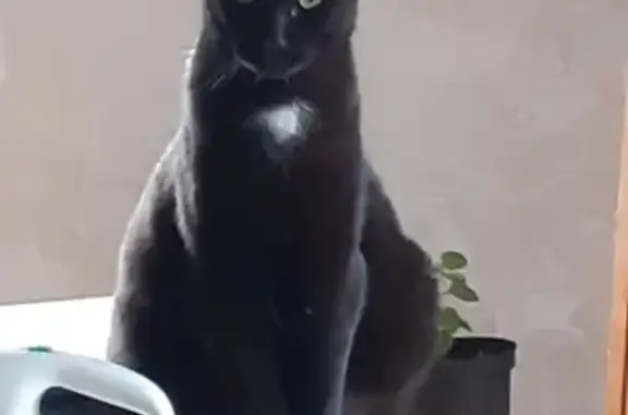 Animaux perdus , photo: Chat noir et Mistigri disparus à Les Bâties