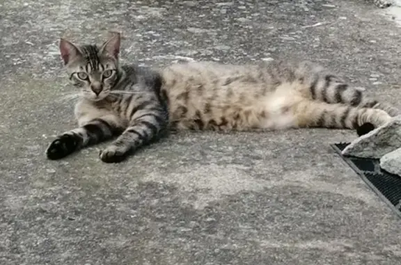 Animaux perdus , photo: Chat perdu à la pension, Route de Vezet