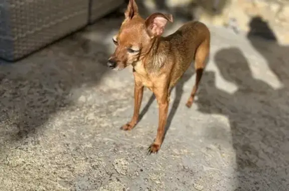 Chien perdu Ceyzériat, photo : Chien perdu: Milka, pinscher marron à Ceyzériat