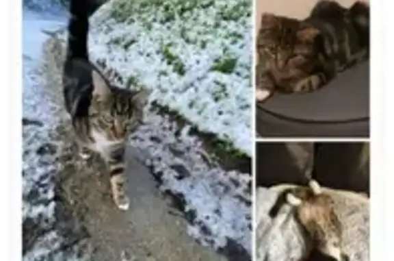 Animaux perdus , photo: Chat tigré 15 mois disparu à Fresney-le-Puceux