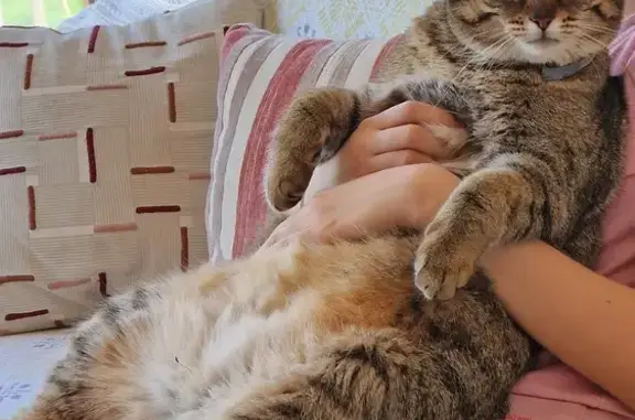 Chatte tigrée 2 ans disparue à Rieux - photo