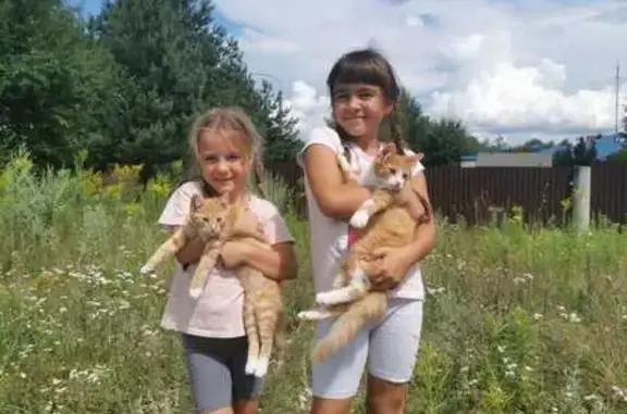 Lost Cat Found in Callaway, Nebraska