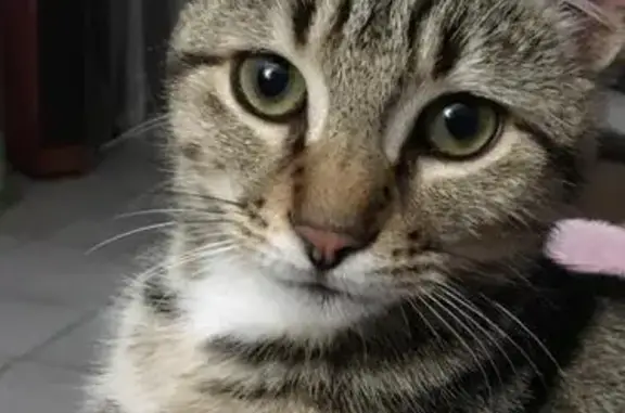 Chat perdu, , photo: Chat tigré perdu à Langoëlan, rue du Dordu