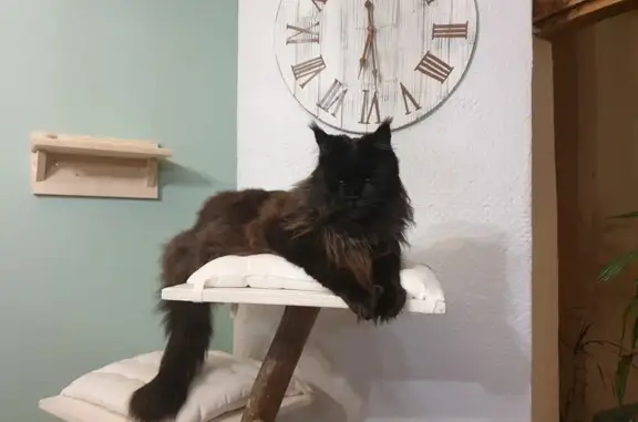 Animaux perdus , photo: Chat noir Maine Coon 8 ans perdu à Haudivillers
