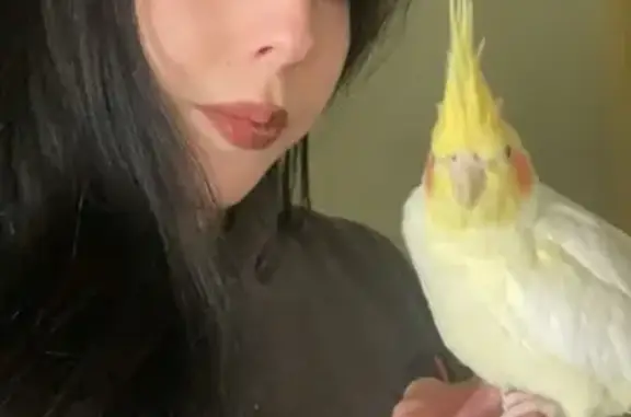 Lost Lutino Cockatiel - Friendly & Smart, Toms River