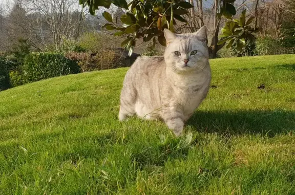 Animaux perdus , photo: Chat gris clair perdu à Saint-Didier, 10 ans