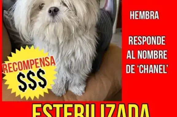 Perro Perdido: Shih Tzu Blanca con Collar Rosa