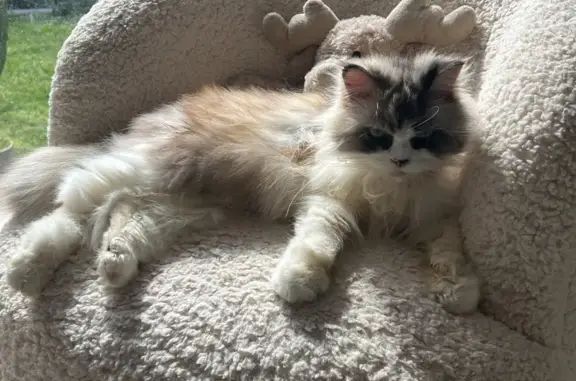 Chat perdu, Le Cannet, photo: Chatte croisée persan perdue Le Cannet