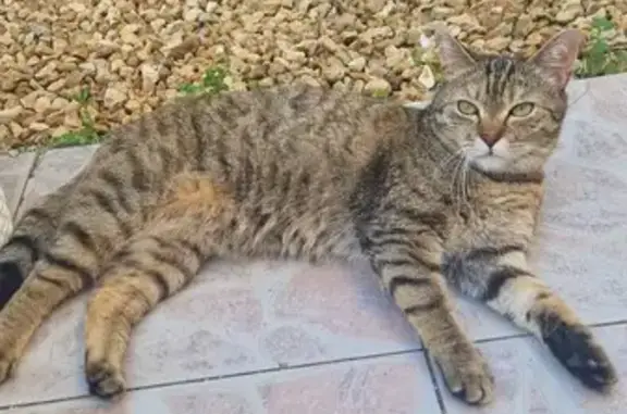 Animaux perdus Neuillé-Pont-Pierre, photo: Chat tigré femelle perdu à Neuillé-Pont-Pierre