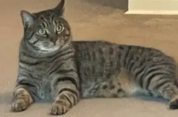 Missing cat , photo: Lost Cat: Brown Tiger Striped in Mahwah