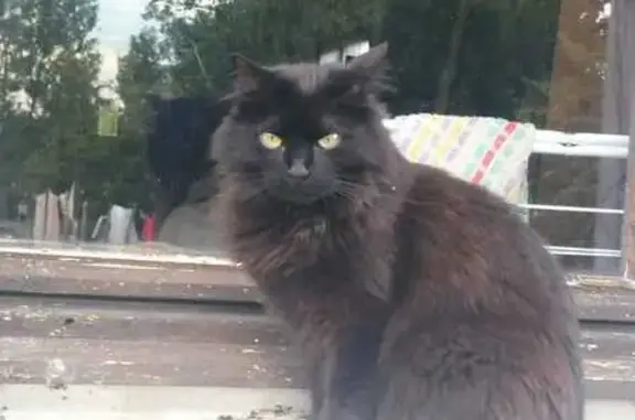 Animaux perdus , photo: Chatte noire disparue à Thenay depuis le 29/07