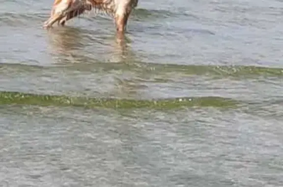 Chien perdu Plérin, photo : Épagneul breton mâle perdu à Plérin