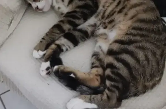 Chat trouvé à Kembs, Rue du Rhin 123 - photo