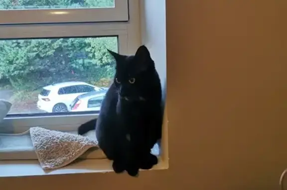 Animaux perdus Couëron, photo: Chat noir Jiji perdu à Couëron