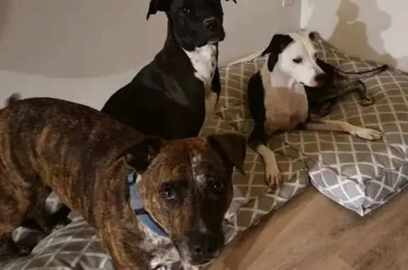 Lost Dogs: Whippet, Catahoula & Pit Mixes