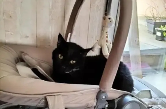 Animaux perdus , photo: Chat Noir Dodue Disparu à Saint-Hilaire