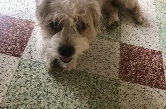 Chien non identifié trouvé à Sauzelles - photo