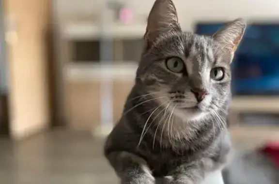 Animaux perdus Le Croisic, photo: Chatte stérilisée disparue Rue Porte-Moreau