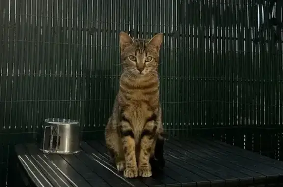Animaux perdus Montlouis-sur-Loire, photo: Chat tigré mâle perdu à Montlouis-sur-Loire