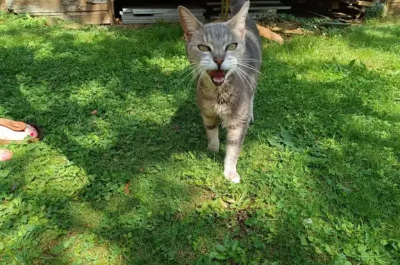 Jeune chatte grise trouvée, docile et bavarde - photo