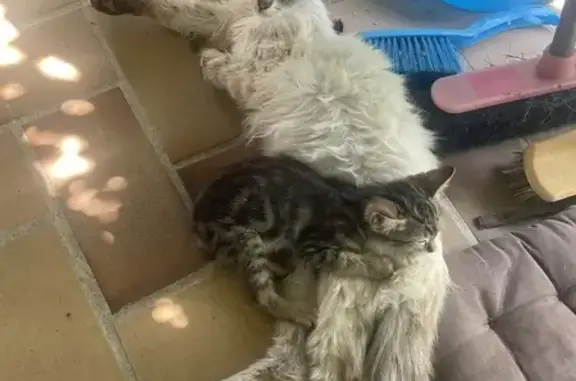 Animaux trouvés Salaise-sur-Sanne, photo: Chatte et bébé maigres trouvés, infestés de puces