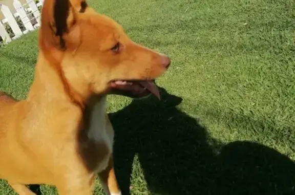 Lost Brown African Mix Dog in Theresapark