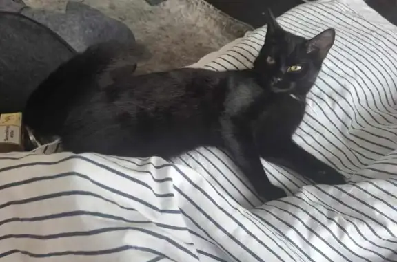 Lost Kitten: 6-Month Black Cat on Jessamine Rd