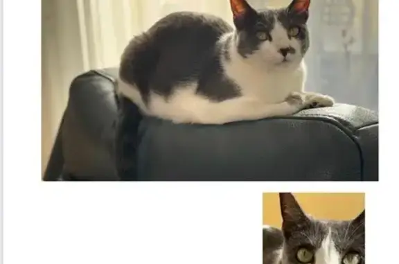 Animales perdidos , foto: ¡Gata Perdida! Zira, Blanca y Negra en Campillo