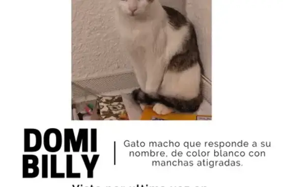 ¡Gato Perdido! Domi Billy en Zaragoza