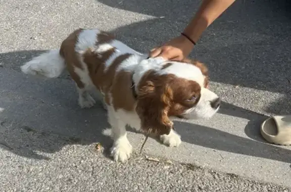 Chien Cavalier King Charles trouvé à Saint-Clair - photo