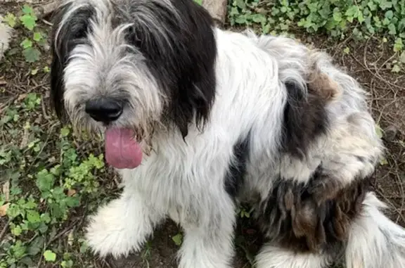 Chien perdu Saint-Claude, photo : Chienne Berger Roumain perdue à Saint-Claude