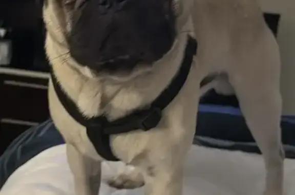 Help Find Isaiah: Missing One-Eyed Pug in SD