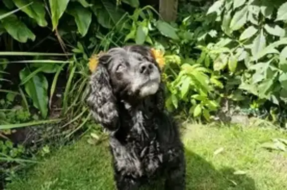 Lost 14yr Old Black Cocker Spaniel - BH22 8SS