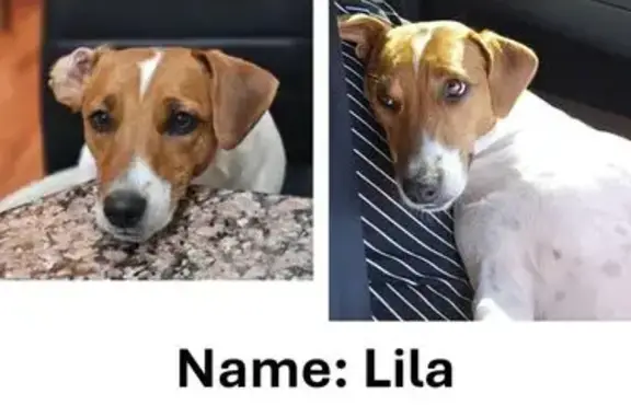 Lost Jack Russell in Boksburg - Help Find Her!