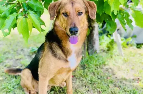 Chien disparu à Arnas : Waïko, 28kg, collier vert - photo