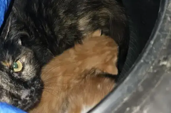 Chat trouvé Lozinghem, photo: Urgent : Chatte et bébés à sauver à Lozinghem