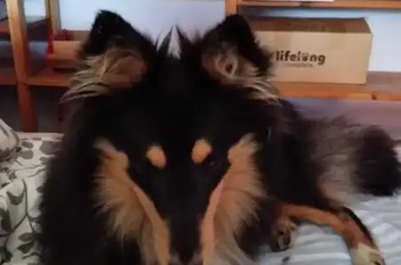 Chienne Berger des Shetland Perdue à Séguret - photo