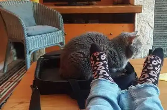 Animaux perdus , photo: Chatte grise 17 ans perdue à Crèvecœur