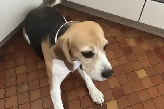 Beagle Femelle Trouvée Rue du Hameau, Creuzier - photo